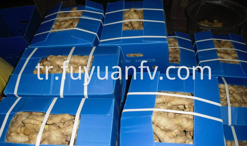 air dired ginger in plastic box